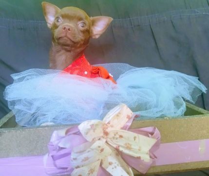 Promoção Chihuahua Rara Fêmea Da Cor Chocolate Com Pedigree CBKC Com Todas Vacinas 