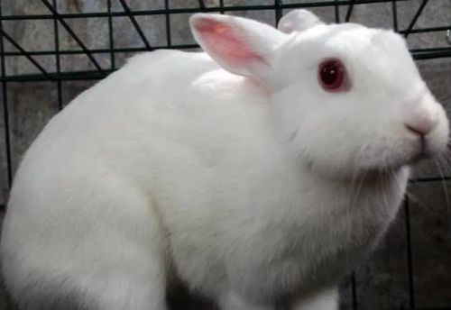 Vende se coelhos tenho do grande e do mini 