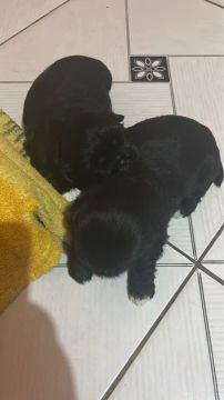 Dois filhotes de Shih Tzu