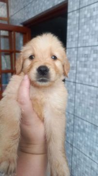 Filhote Golden Retriever fêmea e macho 
