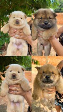 Vendo Chow Chow 