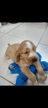 Filhote de Cocker Spaniel Inglês