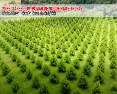 Área de 20 Hectares com Pomar de Nogueiras e Trufas - Linha Nova - Santa Cruz do Sul/ RS