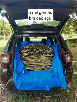 MUDAS DO BRS KURUMI E CAPIAÇU DISPONÍVEL A PRONTA ENTREGA 