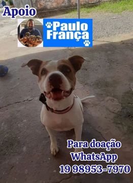 Pitbull para adoção