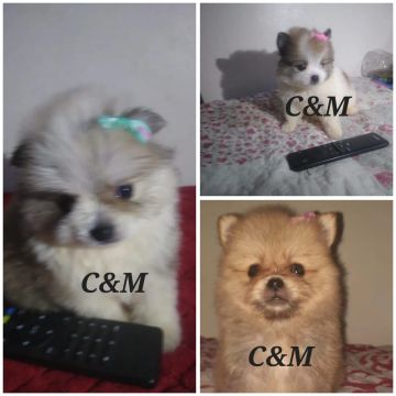 Lindos filhotes de lulu da pomerania