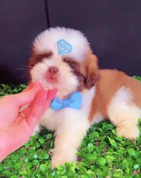 Filhote Shih Tzu lindo e charmoso @pets.encantados.ma