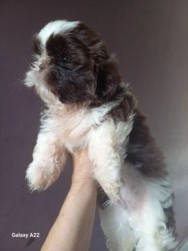 Filhote Shih Tzu lindo e carinhoso, branco e chocolate, com o narizinho marrom ?
