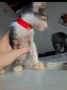 Gatinho macho 