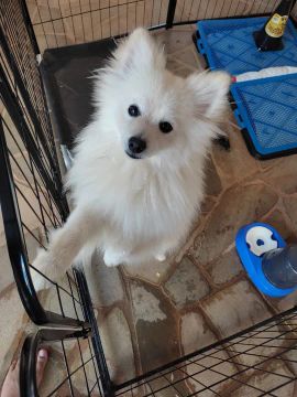 Spitz Alemão Macho