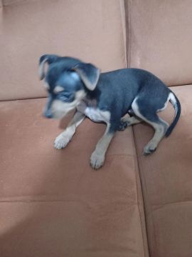 Filhote de Pinscher
