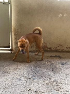 Doando cachorro 