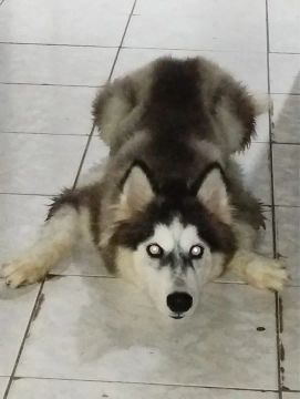 Husky siberiano