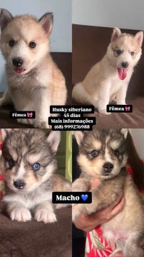 Filhotes Husky Siberiano - Macho e Fêmea