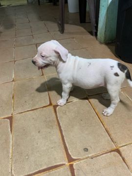 Filhote de Pitbull