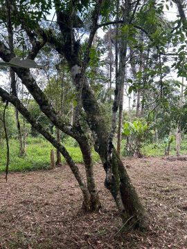 Sítio com área verde e pomar 10x50