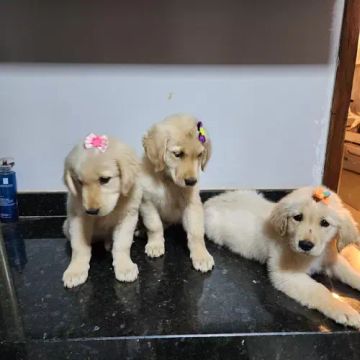 Golden Retriever para adoção responsável