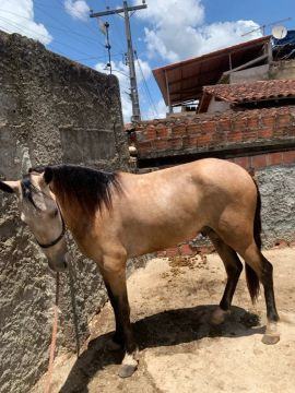 Cavalo baio 