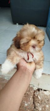 Filhote Shih Tzu - puro