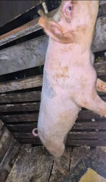 Vendo porco raça 7mes 