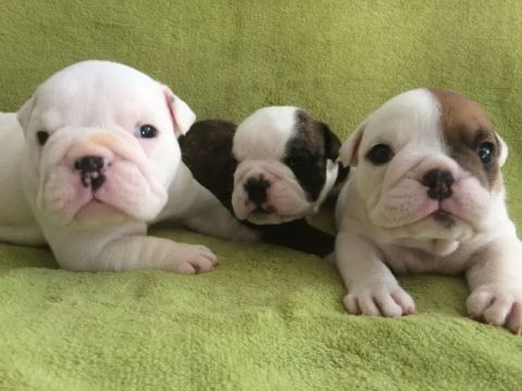 Filhotes de Bulldog Ingles para Venda - Tão Fofos que Vão Roubar Seu Coração!