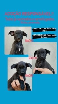 Filhotes de cachorro machos para adoção responsável