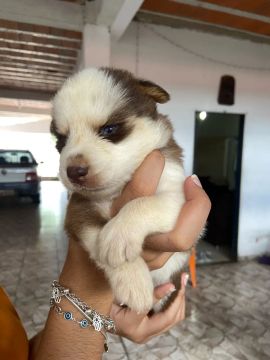 Filhote Husky Siberiano - Olhos Azuis