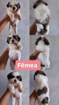BELOS SHIH TZU 
