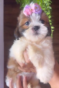 Shihtzu fêmea Mini