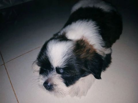 Cachorro filhote da raça Shih tzu para adoção 