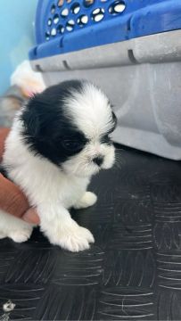 Filhote de Shih Tzu fêmea 