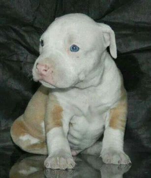 american bully lindos bebes pronta entrega 