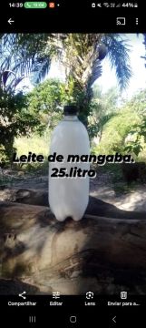 Leite de Mangaba - 25 Litros