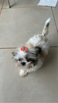 Shih Tzu Fêmea - Adorável e Carinhosa