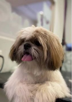 Shih Tzu Miniatura 