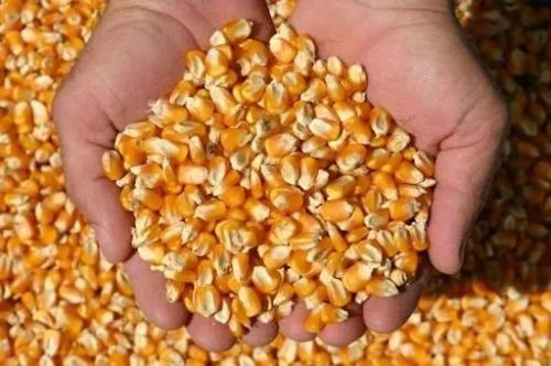 Milho em grão e Kirera saca com 30kg  (valores na descrição)