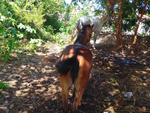 Pudrinha
