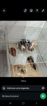  Porquinhos da Índia Lindos,Jacarepaguá Muzema itanhaga