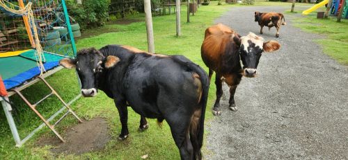 Casal de Miniboi à Venda - Pequeno no Tamanho, Gigante no Charme!