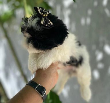 Filhote FÊMEA SHIH TZU ( com pedigree) micro 
