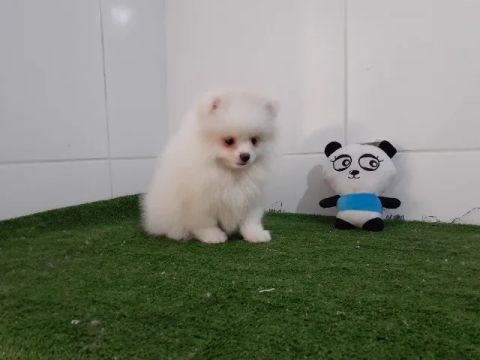Lulu da Pomerania anão macho e fêmea pronta entrega 