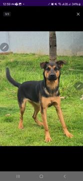 Amora - Filha de Pastor Alemão com Rotweiller 