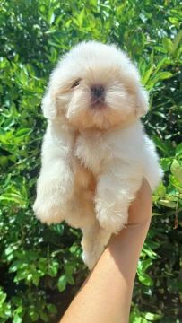 Mini shih tzu macho$ 2 mil