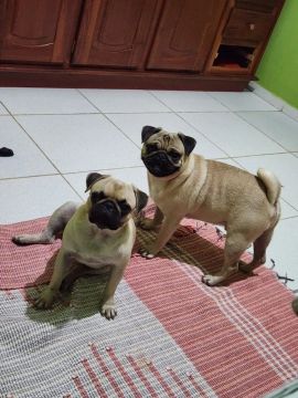 Vende-se um casal de Pug