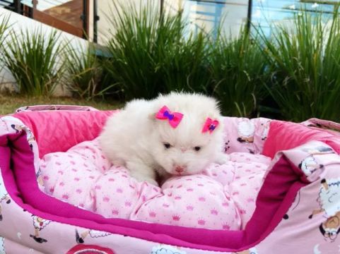 Lulu da pomerania anão macho e fêmea
