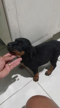Filhote Rottweiler