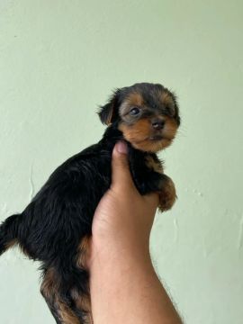 Yorkshire Terrier Filhote