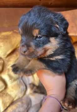 Rottweiler são cabeçudinhos 