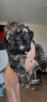 Filhote Shih Tzu - Fofo e Carinhoso