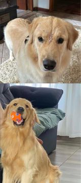 Golden Retriever - 2 machos disponíveis